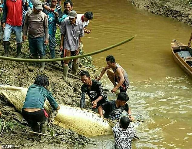 Potongan Kaki dan Lengan di Jasad Pencari Kerang di Kaltim Disorot Media Asing